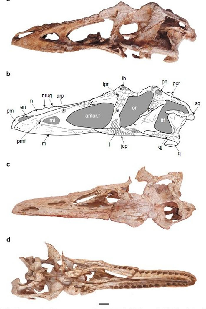 日本福井县立恐龙博物馆《兽脚类:演变成鸟的肉食龙》展出来自江西赣州的“虔州龙”