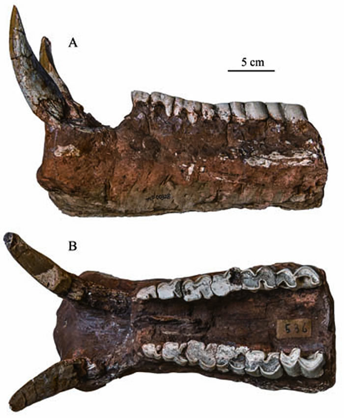 ��������ɣ�ϴ�Ϭ����Chilotherium licentisp. nov.��TNP 00328������ A. ���棻 B. ҧ���� ���ﵤ�Թ�ͼ��