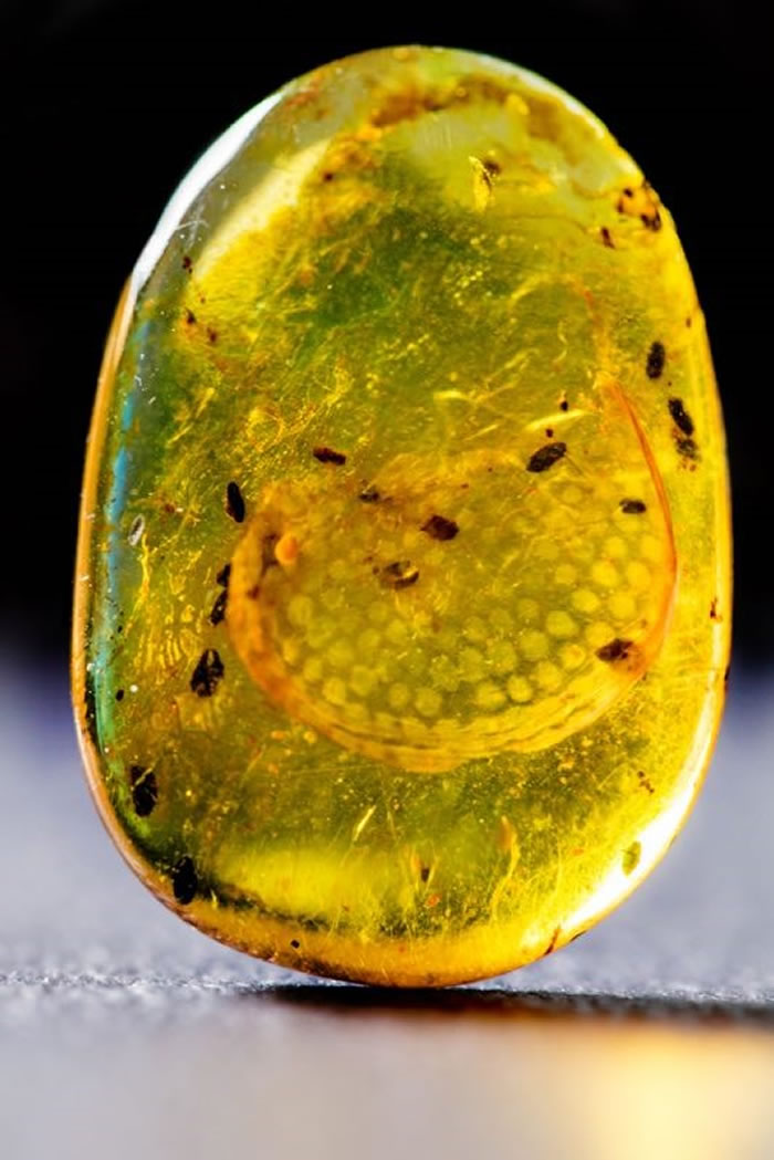 ����������걾 �º��� ��