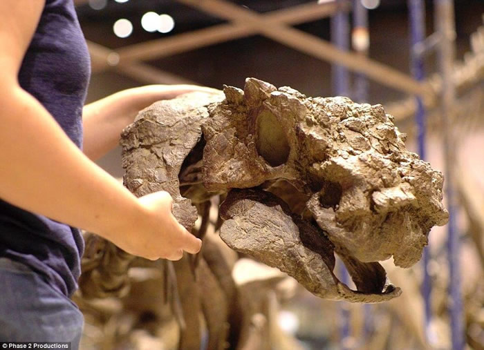 ���������ݷ��ֵĹ��Ͽ���Akainacephalus johnsoni�����׸���