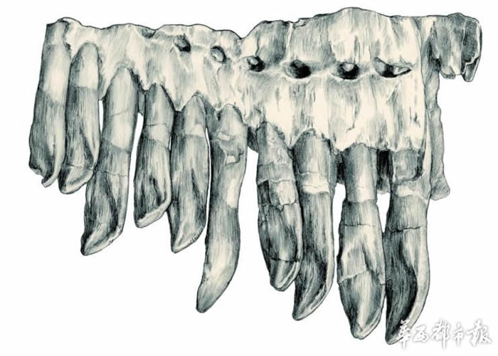 ����Ϫ��������