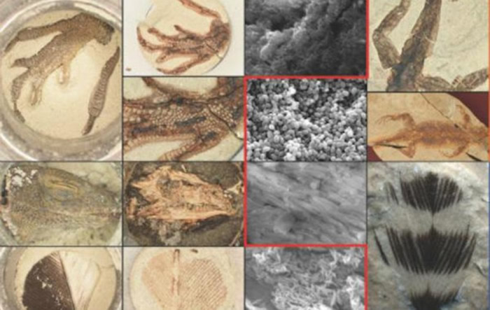 Ӣ������˹�ж���ѧ��ѧ�ҿ������·�������һ�����������컯ʯ