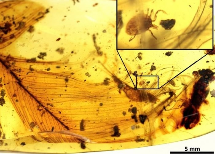 资料图：缅甸产琥珀中发现蜱虫寄生在恐龙