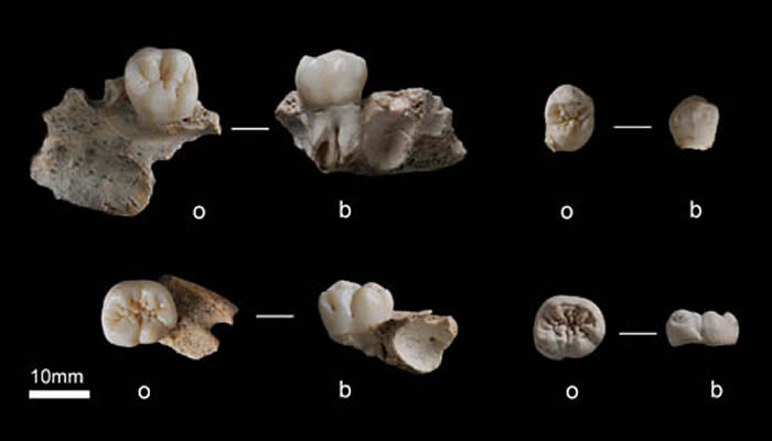 栾川孙家洞发现的古人类上下颌骨与牙齿化石（赵凌霞供图）