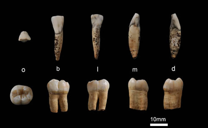 栾川孙家洞发现的古人类下门齿和臼齿化石（赵凌霞供图）