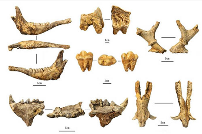 �ﴨ��Ҷ����ֵĶ��ﻯʯ֮һ������ϼ��ͼ��