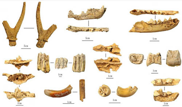 �ﴨ��Ҷ����ֵĶ��ﻯʯ֮��������ϼ��ͼ��