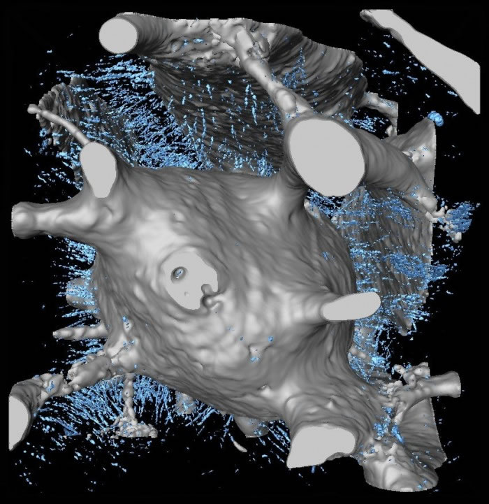 4ǰ໯ʯheterostracanзϹ֤