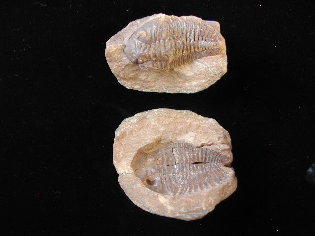 �����黹����ά��42��4������ʷ�Ļ�ʯ