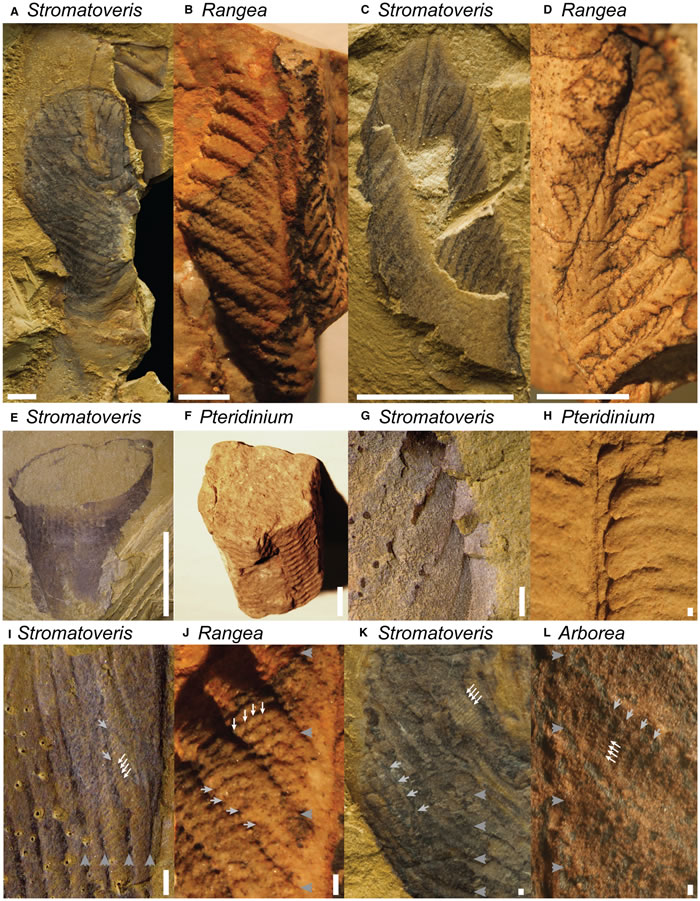 5����ǰ��2�׳���Ҷ�ӡ�Stromatoveris psygmoglenaԭ���Ƕ���