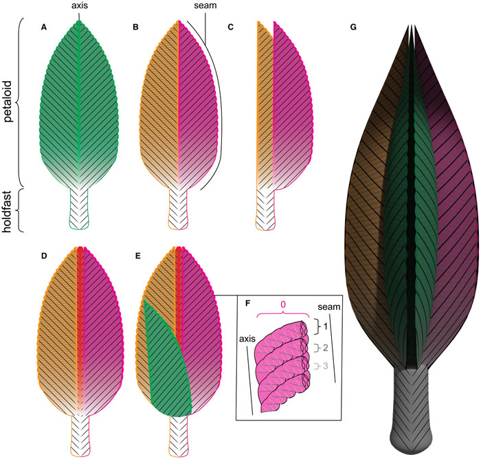 5����ǰ��2�׳���Ҷ�ӡ�Stromatoveris psygmoglenaԭ���Ƕ���