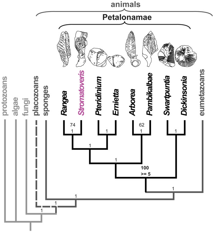 5����ǰ��2�׳���Ҷ�ӡ�Stromatoveris psygmoglenaԭ���Ƕ���