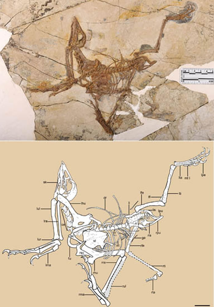 ����������Yangavis confucii�����ͣ�������ͼ��
