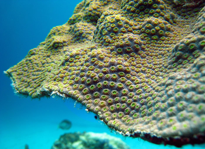 ����������ѧ�����Ŵ�ѧ���о������ִ�ɺ�������ͬ��