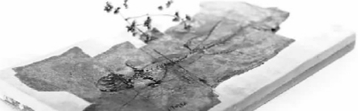 天翼初螈化石 摘自《听化石的故事》内页,中国古动物馆供图