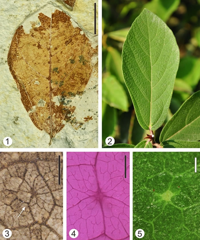 中中新世文山植物群中的小楔叶榕(Ficus microtrivia)叶片化石(1)与现生楔叶榕(Ficus trivia)叶片(2);化石和现生种表面均具有细脉