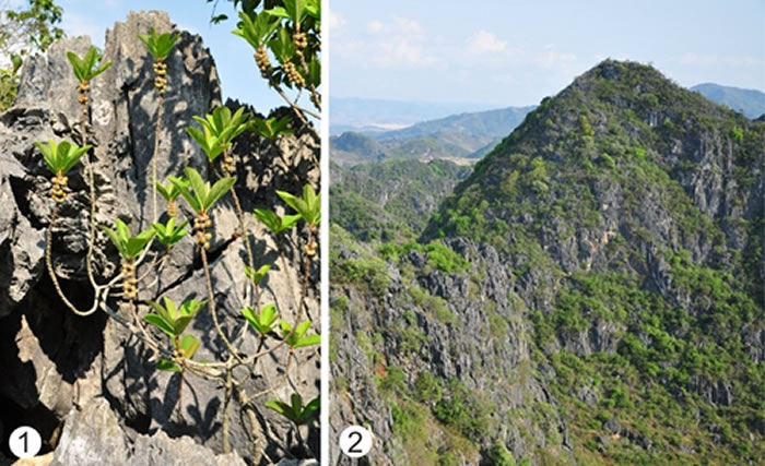 (1)生长在石灰岩裸岩上的楔叶榕;(2)滇东南地区现生石灰岩灌丛植被