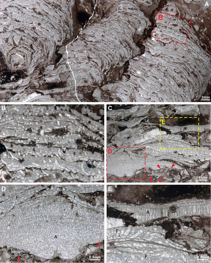 ״̦޺ұƬƬBΪAкŴ󲿷֣ʾ̦޺ϸڡDEֱΪCкͻƿŴ󲿷֣ʾͬĿ״̦޺໥ѵ