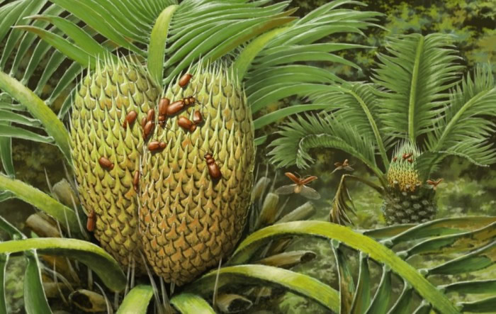 《当代生物学》:最早的苏铁科植物传粉需要甲虫协助完成