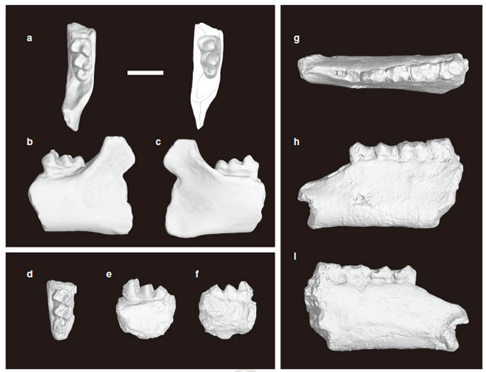 ��������ʼ��������������צ�޺���ԭצ��? (Protomoropus? hengyangensis Young, 1944) (a-f)������������ݵ�����(