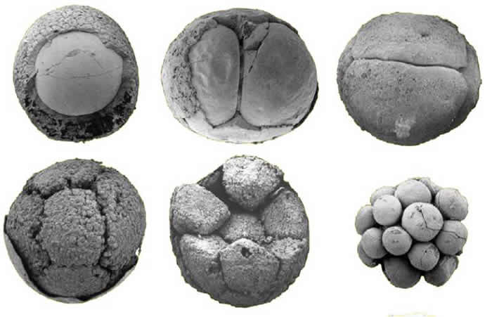 瓮安生物群中的动物胚胎化石。