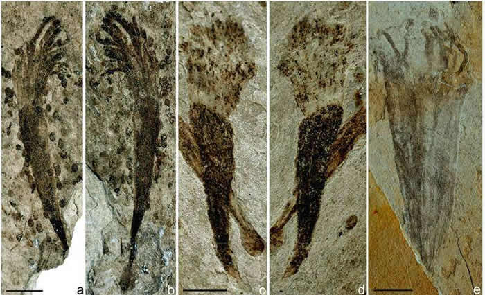 蓝田生物群中的可能动物化石。