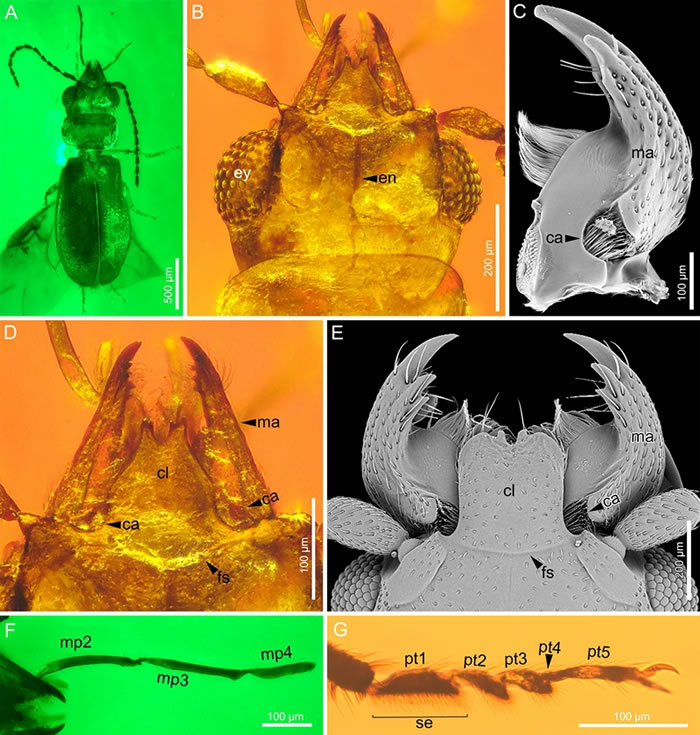 白垩纪中期喜苏铁白垩似扁甲和现生近缘种的形态对比