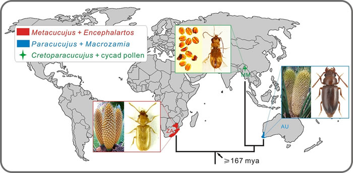 Encephalarteae族苏铁及其澳洲蕈甲科昆虫传粉者的生物地理分布,以及传粉者之间的系统关系