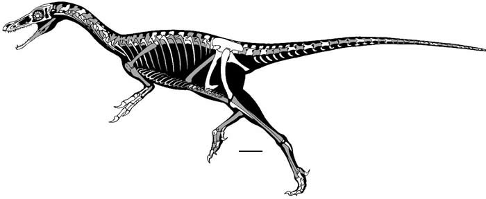 ��������צ����Xiyunykus pengi��������ͼ �����ǹ�ͼ��ʷ����棩