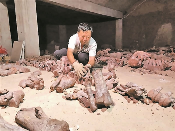 云南楚雄彝族自治州禄丰县发现蜥脚类恐龙新属种:“程氏星宿龙”