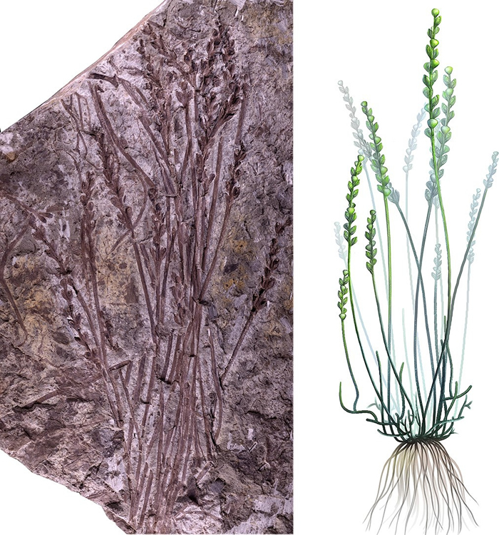 �����������������й���ާ��Zosterophyllum sinense����ģʽ�걾���󣩺͸�ԭ�ؽ�ͼ���ң�