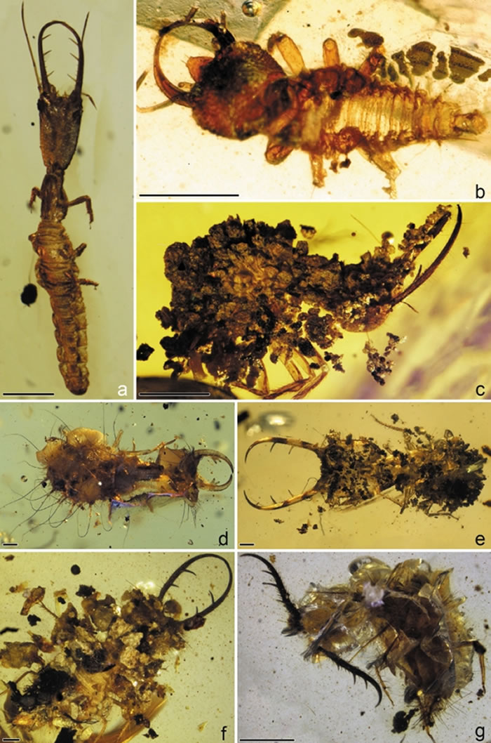 ��������и��������׳�