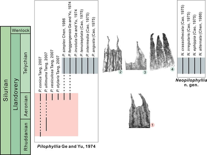 华南志留系兰多维列统似发珊瑚属和新似发珊瑚属隔壁微细构造及次级隔壁发育宏演化特征。