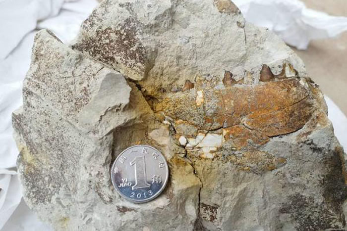 �ų��Ϻ���Գ��ַ2����ʯ�㷢��Ϭţ�����㡢���Լ��������໯ʯ1000���