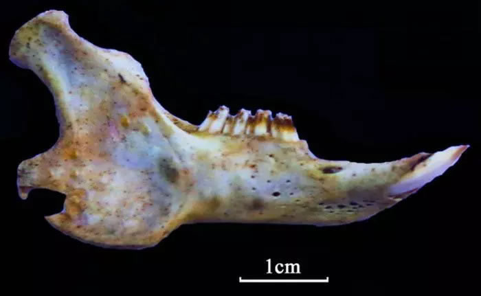 ����ʦ����ѧ����������Ŷӡ����롱�л����Ŵ����������ǻ�ʯ�ġ����롱