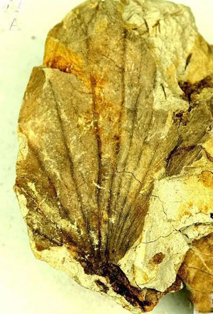 �����������״η����ҹ�����ġ�������ʯ��������������