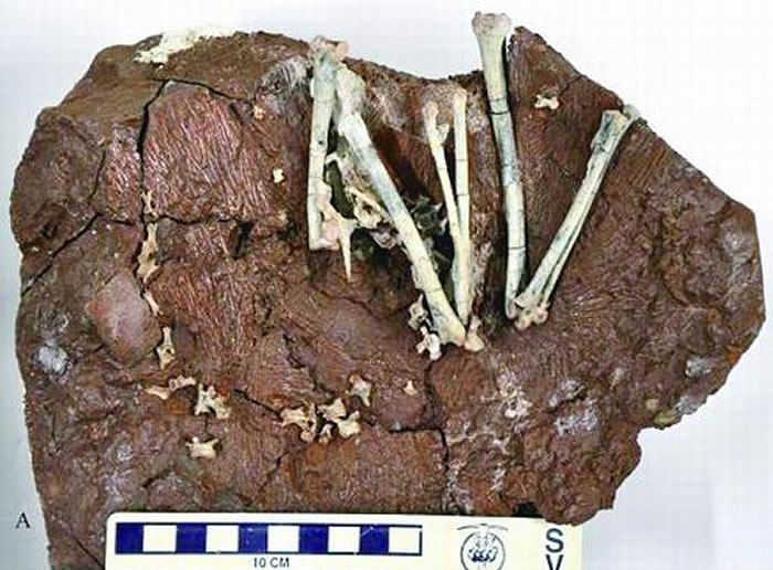 ����ʡ�ﴨ����������������ز㷢���µİ����������������ʯ�����������צ��