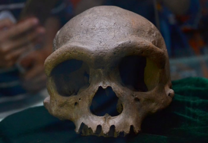 我国首次发现海德堡人类型化石