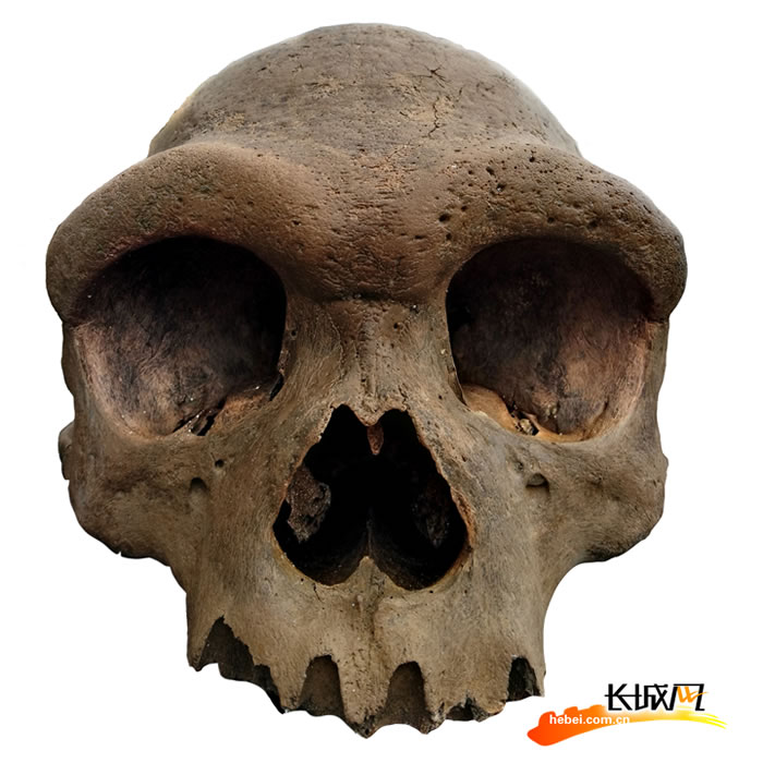我国首次发现海德堡人类型化石