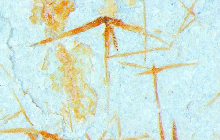 �����󻯵Ĺ���