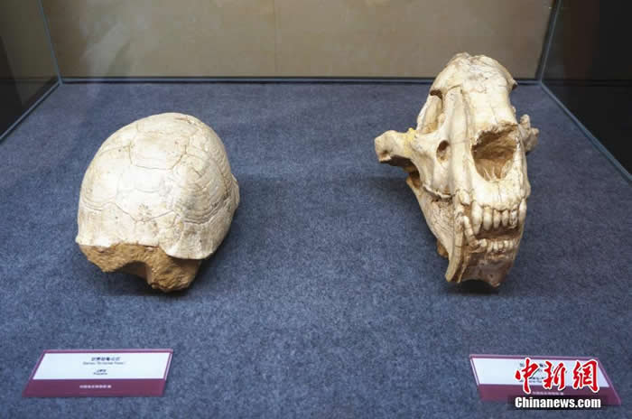 ��չ��չ���ĸ���½�껯ʯ���󣩺ͽ��ݻ�ͷ�ǻ�ʯ���ң���