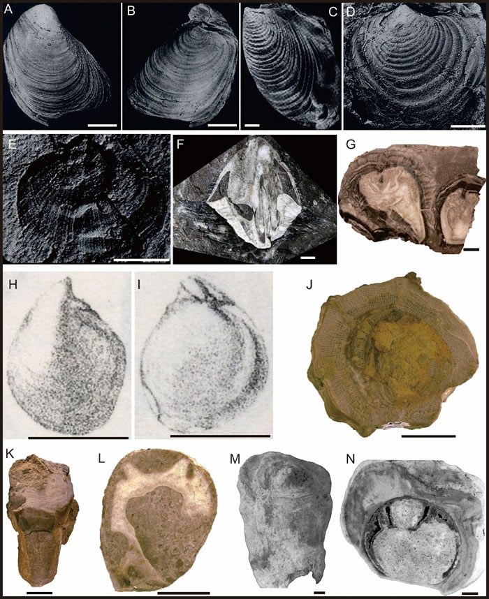 ӡ�Ȱ�鼰�����������������γ�Ⱥ͸�γ�ȷֲ�˫���໯ʯ