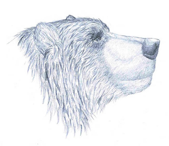 �ܿڵ���������Ursus deningeri��ԭͼ��������꽻��ƣ�