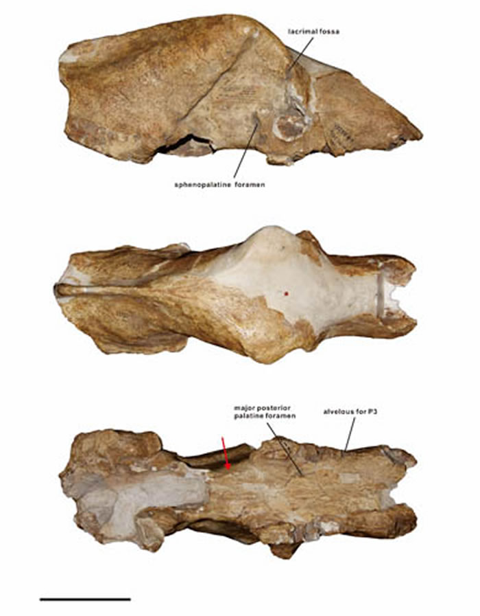 �ܿڵ���������Ursus deningeriͷ�ǣ�������꽹�ͼ��
