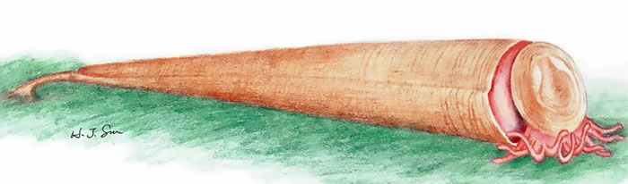 云南肉茎螺复原图