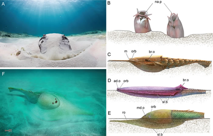 鱼类营半埋藏生活方式的适应特征(A.Eugene Kitsios 提供, B—F杨定华 绘)