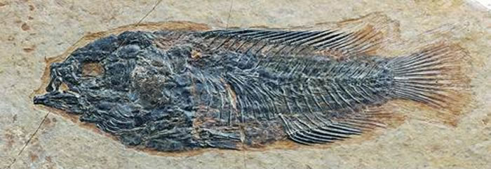 ����ʼ���Ի�ʯ