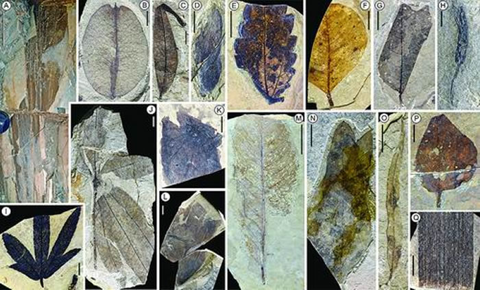 �������������ḻ�Ļ�ʯֲ����Ⱥ��������鵡����������ܵ�