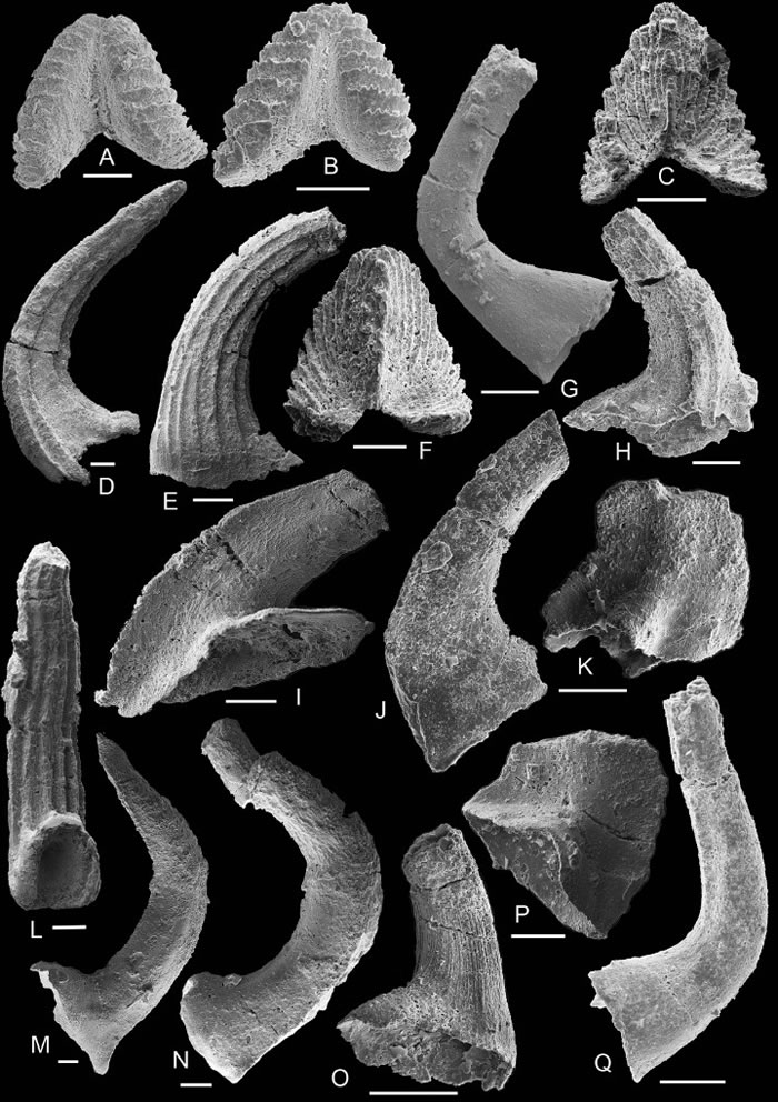 与微生物岩同层位围岩产出的牙形石