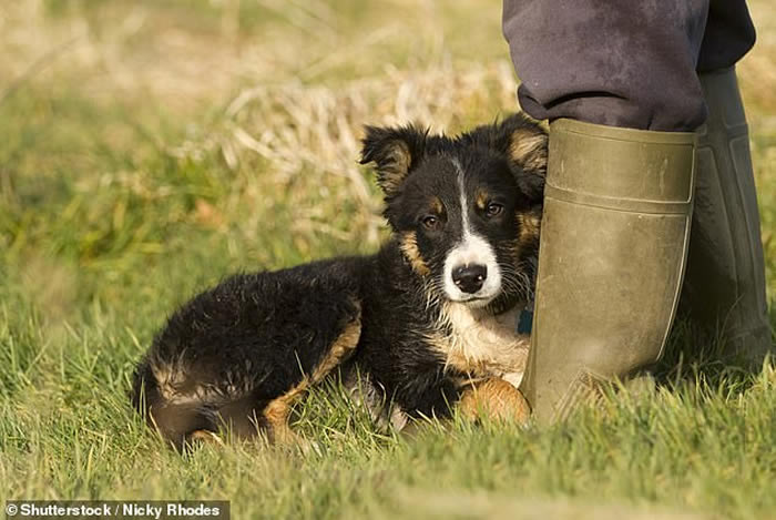 《生物学报》:狗在9000年前的新石器时代已成为人类的好朋友